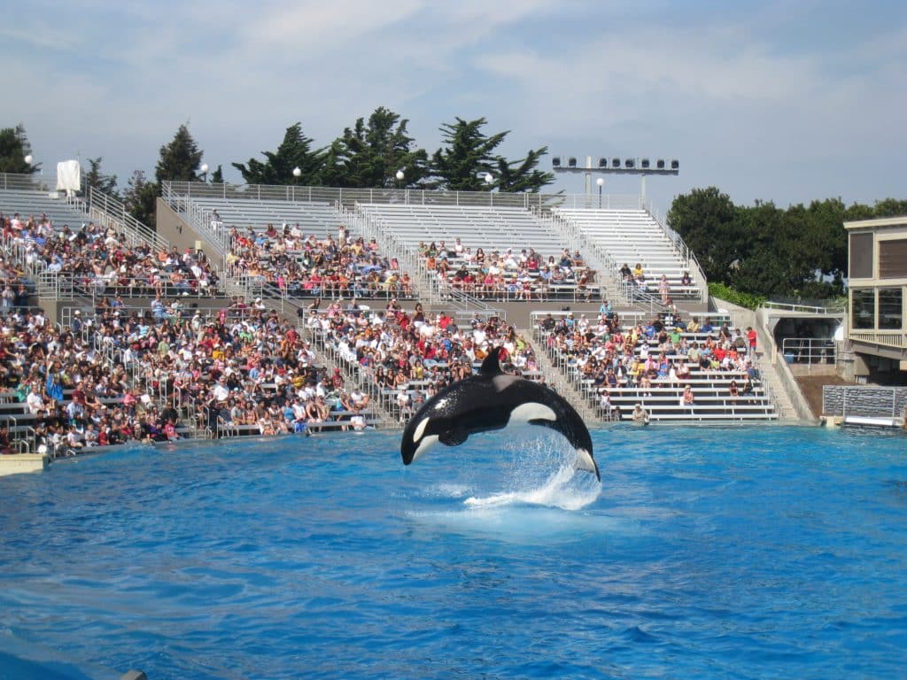 Photo d'un orque dans un parc aquatique en plein spectacle bondissant hors de l'eau